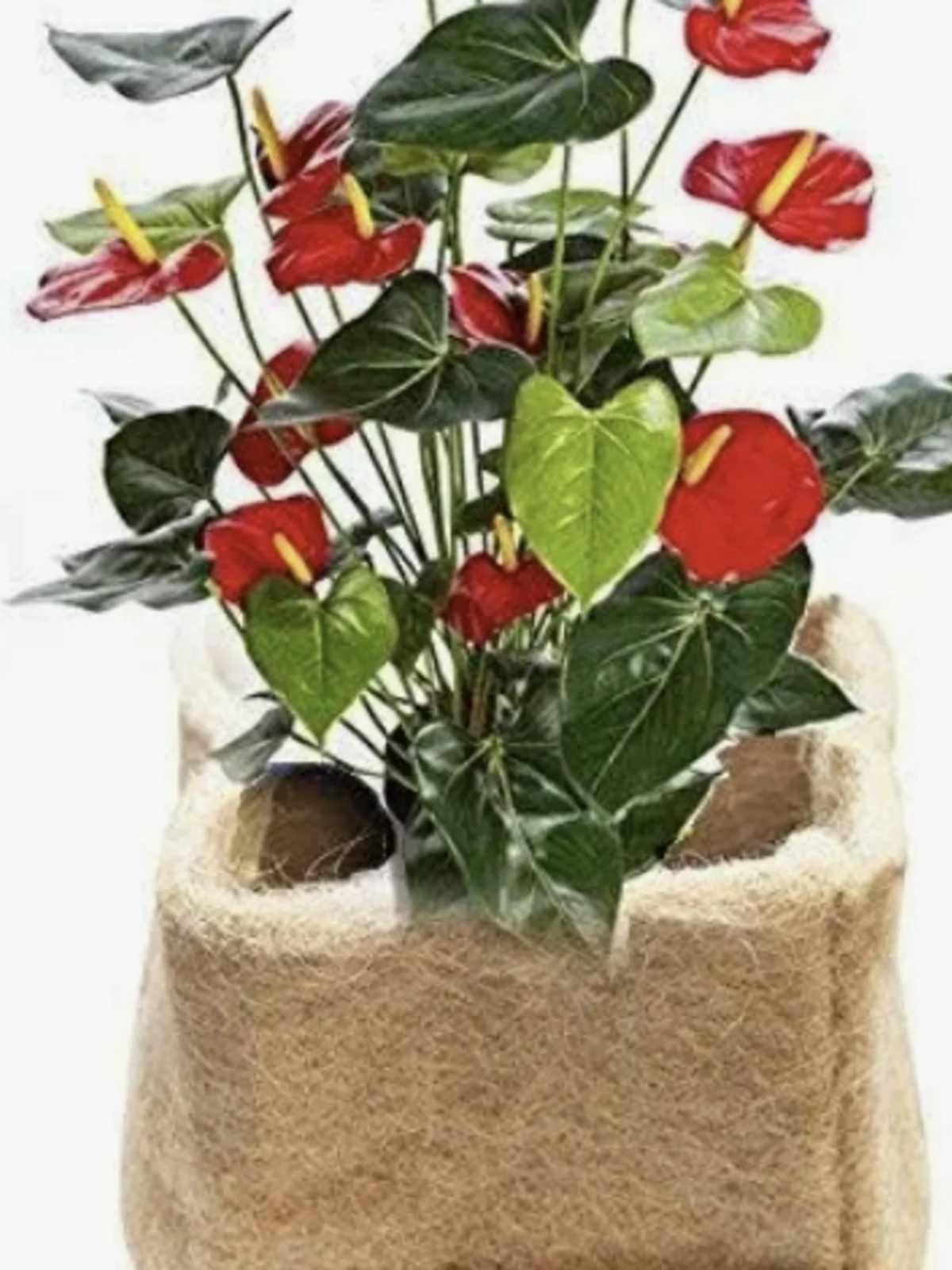Rustic Jute Grow Bag